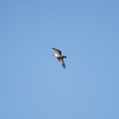 Fototapeta na wymiar An osprey soaring in flight through the sky