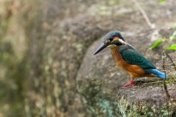 岩の上から必死で餌を探すカワセミ幼鳥オス