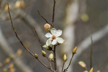光を浴びて輝く満開のコブシの花