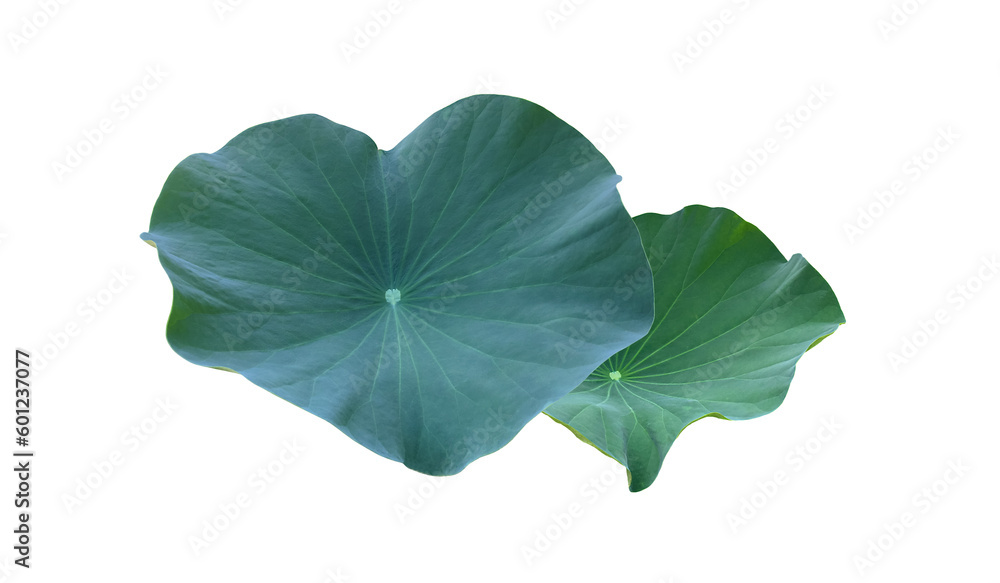 Canvas Prints isolated waterlily or lotus leaf with clipping paths.