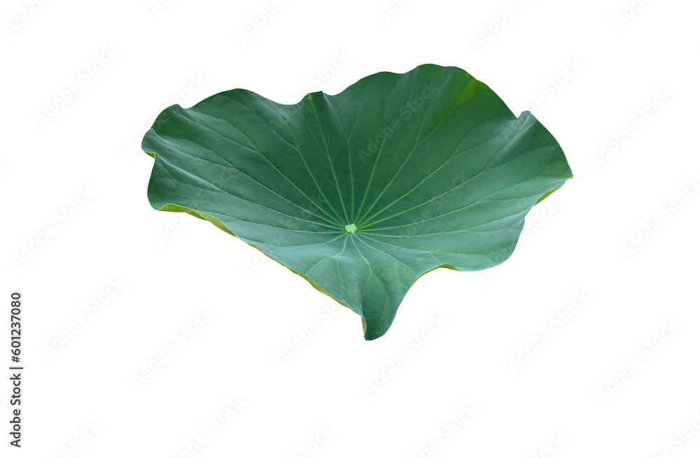 Canvas Prints isolated waterlily or lotus leaf with clipping paths.