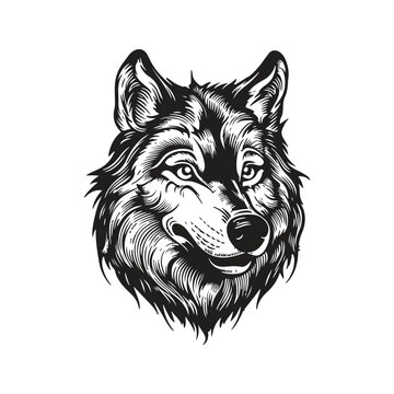 wolf head, vintage logo line art concept black and white color, hand drawn illustration