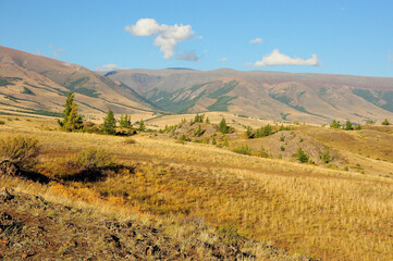 Young pine trees on the hillsides in the autumn steppe surrounded by high mountains.