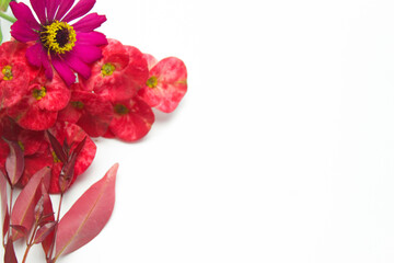 Minimalistic background with a flower. Red Crown of Thorns flower (Euphorbia milii) on white