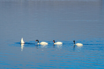 swans on the lake