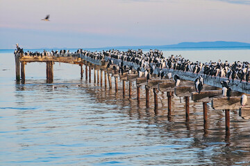 Fototapeta na wymiar seagulls at the pier