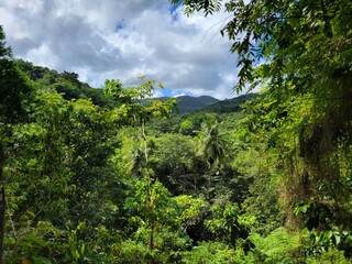 Fototapeta na wymiar Mountain View Through Lush Forest, St. Lucia