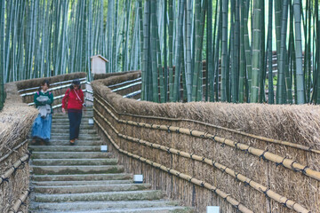 Bamboo Forest in Adashino Nenbutsu-ji Japan, Arashiyama, Kyoto 2 nov 2013