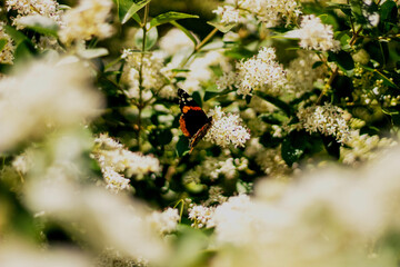 beetle on a flower