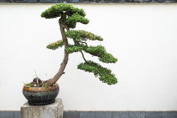 Bonsai tree against white wall in Yi Yuan Yuan Lin Bo Wu Guan Park, Chengdu, Sichuan province, China - 601242447