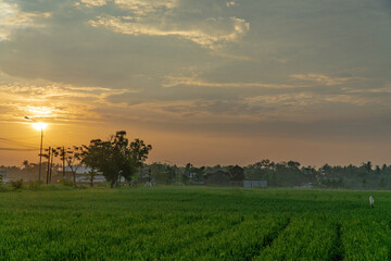 Green rice field with golden sunrise. Tropical rural landscape