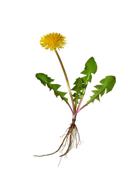Yellow dandelion flower with green leaves and bare roots isolated cutout on transparent