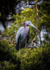 Little blue heron on a treee perch