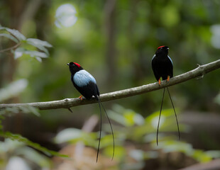 Long-tailed Manakin Chiroxiphia linearis bird of the dry tropics in Costa Rica in its courtship dance to copulate with the female. Mating season of the toledo manakin