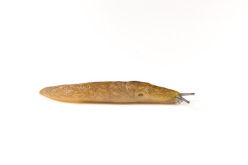 brown slug isolated on white background.