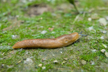 wild slug crawling on ground