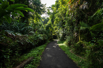 Path through the rainforest