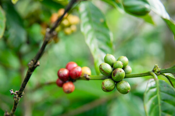 Raw coffee beans on tree, coffee plantation. Blurred background