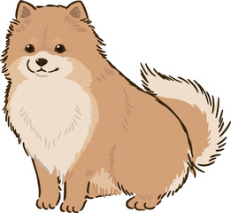 おすわりするポメラニアン（オレンジ）