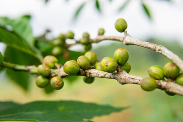 Raw coffee beans on tree, coffee plantation. Blurred background