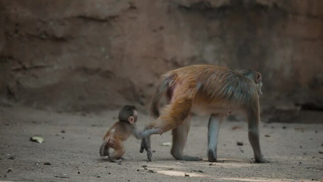 Rhesus Macaques (Macaca mulatta) Mother With Juvenile In A Zoo Park. Close up