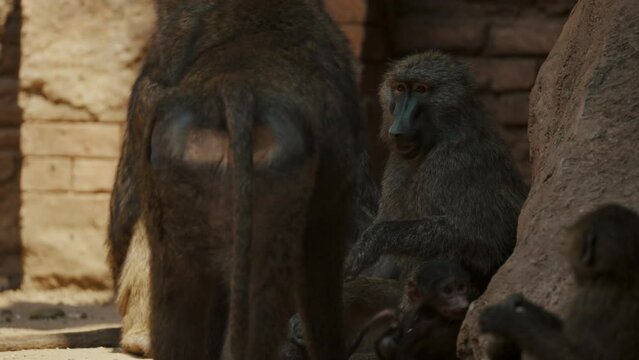 Baboon Family In Wildlife Zoo - closeup