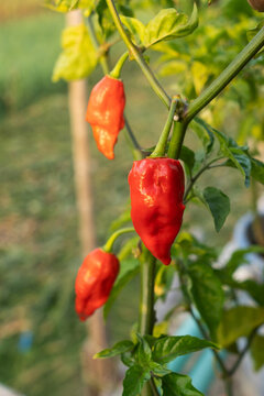Naga Morich Extremely Hot Pepper
