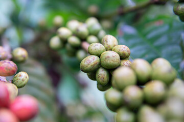 Raw coffee beans on tree, coffee plantation. Blurred background