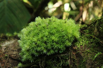 Moss on a tree branch