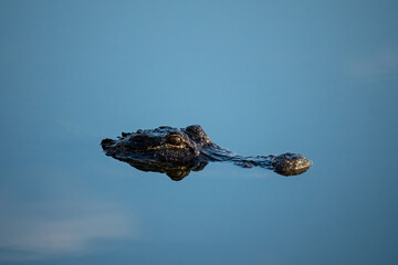 Eyes and snout of American Alligator - Alligator mississippiensis - in calm water of Green Cay...