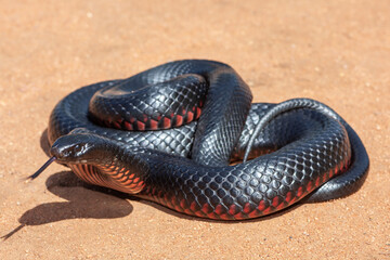 Highly venomous Australian Red-bellied Black Snake