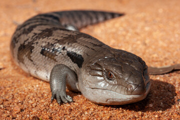 Australian Eastern Blue-tongue Lizard on red soil