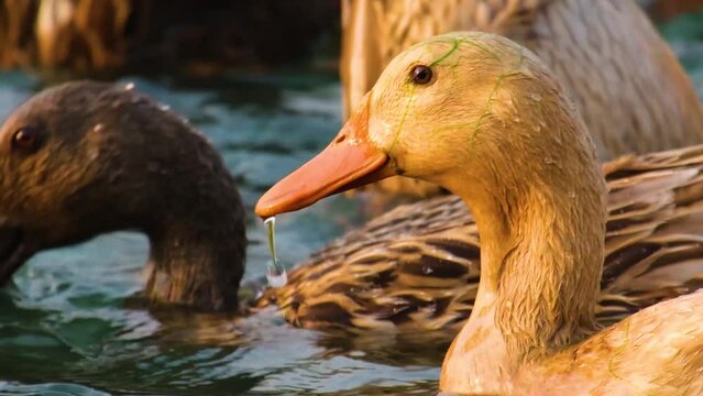 A close-up shot of several ducks bobbing their heads down underwater in a lake.
