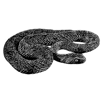 Carpet Viper hand drawing vector isolated on background.