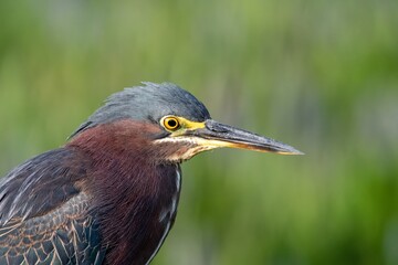 Portrait of Green Heron - Butorides virescens - in Green Cay Nature Center in Boynton Beach, Florida, with out-of-focus green background.