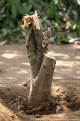 Deforestation home garden theme