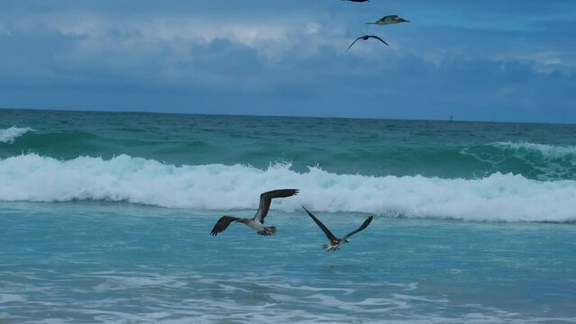 Large Group Of Blue-footed Boobies In A Feeding Frenzy, Isla Isabela, Galapagos, Ecuador. Handheld
