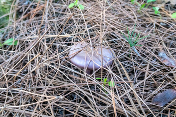 Young  edible mushrooms - blewit - Lepista nuda make their way through a layer of grass and needles in a coniferous forest, near the Safed city, in northern Israel