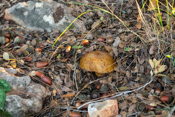 A young  edible mushroom - Obabok blackening - Leccinellum lepidum makes their way through a layer of grass and needles in a coniferous forest near the city of Karmiel, in northern Israel.