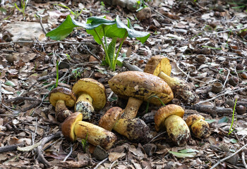A bunch  of freshly picked young edible mushrooms - Leccinellum lepidum - lies on a layer of grass and needles in a coniferous forest near the city of Karmiel, in northern Israel.