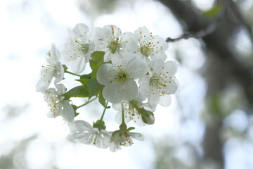 Inflorescence of apple white flowers. Globular inflorescence.