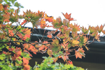 Red and yellow leaves of the japanese maple,