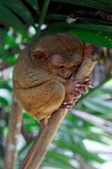 Portrait of Tarsier monkey (Tarsius Syrichta) on the tree at bohol island