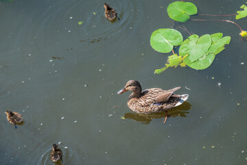 A family of ducks, a duck and its little ducklings are swimming in the water. The duck takes care of its newborn ducklings. Mallard, lat. Anas platyrhynchos