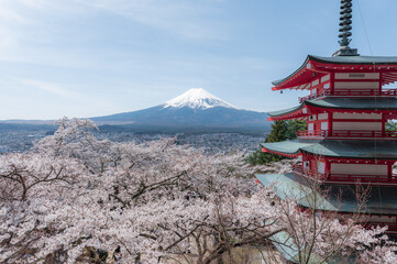 Obraz premium Cherry blossom full bloom with Chureito Pagoda and Mount Fuji background, Blue sky with copy space. Japan Travel and Landmarks concept.
