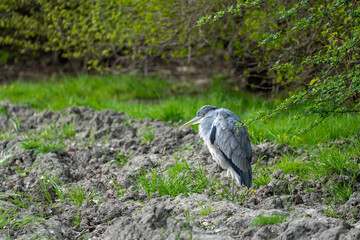 an heron in the field
