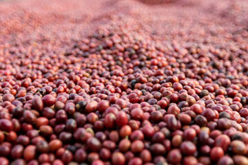 Coffee beans drying in the sun. Coffee plantations at coffee farm