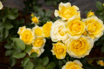 Roses flowers bloom in summer in the garden roses. Beautiful roses flowers close up.