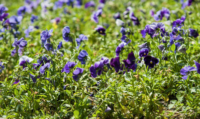Fototapeta premium Purple flowers on a twig in spring, in the garden