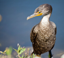 Double-crested cormorant, Everglades National Park, Florida USA